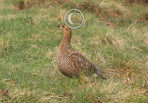 Black Grouse ( Grey Hen) DM1008